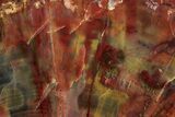 Polished Petrified Rainbow Wood (Araucarioxylon) - Arizona #350862-1